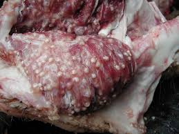 Estimating the Global Burden of Taenia solium Cysticercosis/Taeniosis